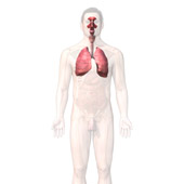 Sistema respiratorio